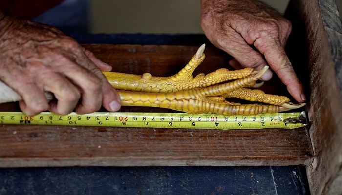 ماہر زراعت روبینس براز نے اپنے دیوہیکل انڈین یوروبو کینیلا امریلا کی ٹانگوں کی پیمائش کی جس کا نام Chapeu de Couro ہے۔—رائٹرز
