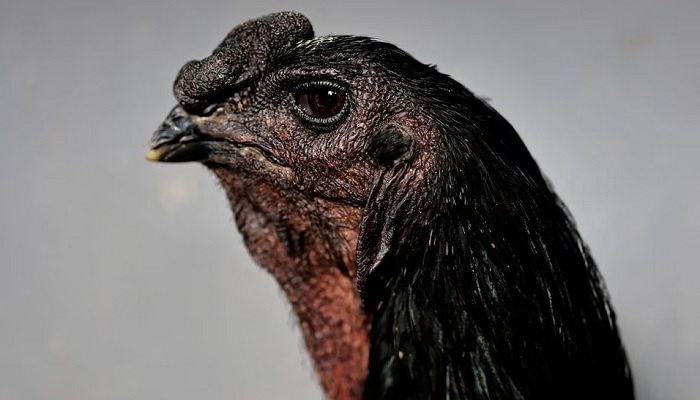 رائمنڈو نامی ایک بڑا ہندوستانی یوروبو مرغ Avicultura Gigante میں کھڑا ہے۔—رائٹرز